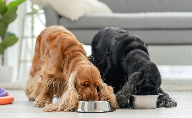 Pourquoi les chiens mangent-ils trop vite (et comment y remédier) ?