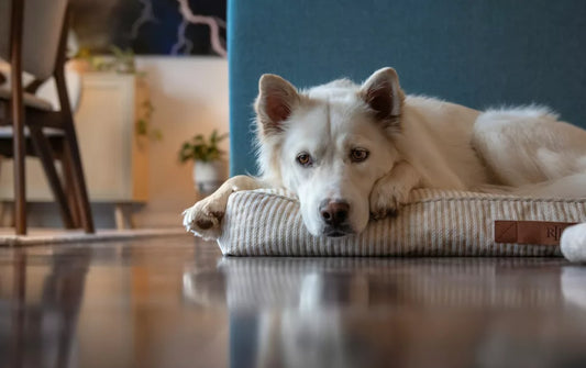 Comment occuper son chien quand on n’est pas à la maison ?